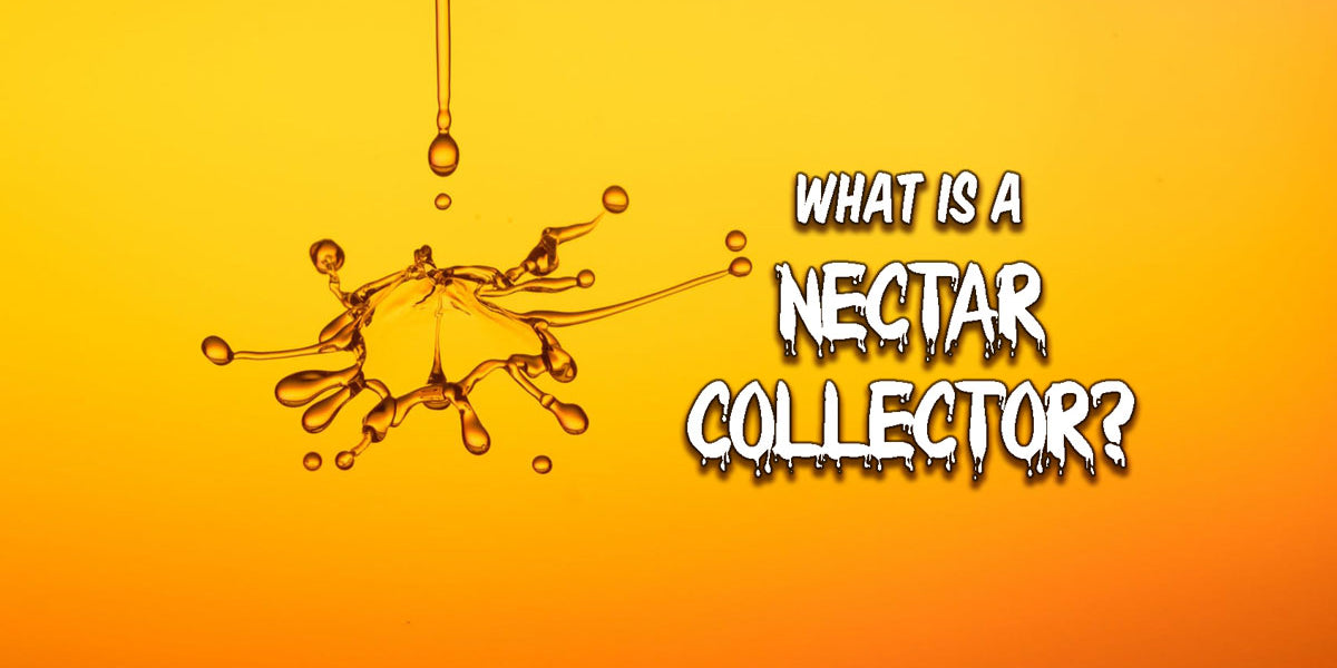 What Is a Nectar Collector and How Does It Work?